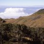 MADEIRA SCAN 15